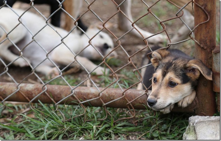 image54d4fbd75acd52.28185721